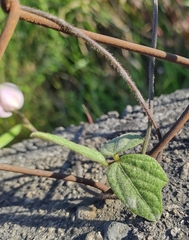 Strophostyles helvola