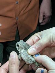 Anaxyrus fowleri