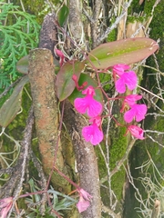 Comparettia falcata