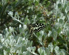 Papilio demodocus