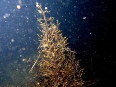 Gongolaria barbata