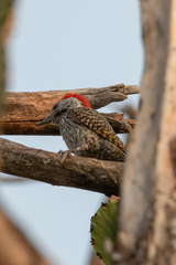 Chloropicus fuscescens