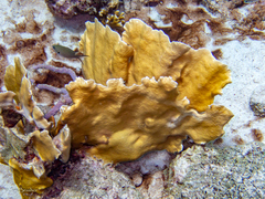 Millepora complanata
