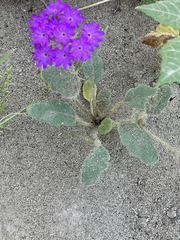 Abronia gracilis