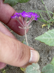 Abronia gracilis