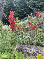 Castilleja rhexiifolia