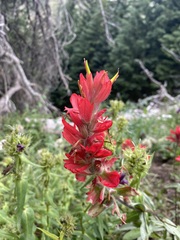 Castilleja rhexiifolia
