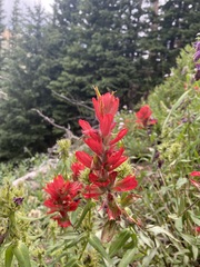 Castilleja rhexiifolia
