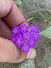 Abronia gracilis