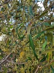 Olea
