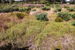 Aspalathus retroflexa retroflexa