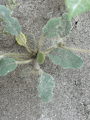 Abronia gracilis