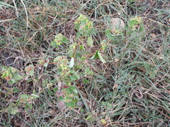 Croton monanthogynus