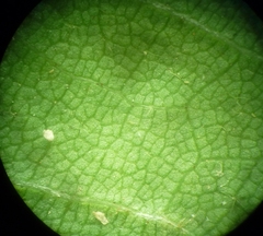 Tilia americana caroliniana