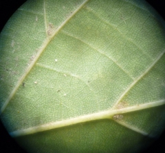 Tilia americana caroliniana
