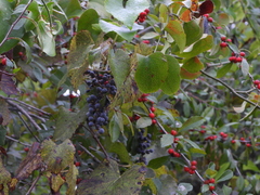 Vitis berlandieri