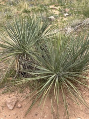 Yucca angustissima