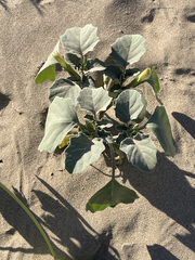 Datura arenicola
