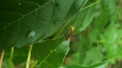 Ectatomma tuberculatum