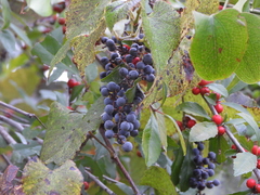 Vitis berlandieri