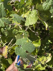 Vitis mustangensis