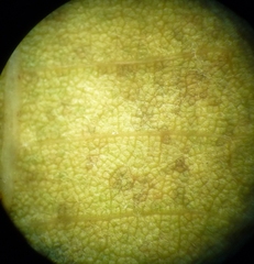 Tilia americana heterophylla