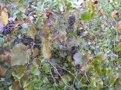 Vitis berlandieri