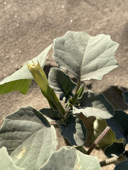 Datura arenicola