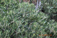 Olea exasperata