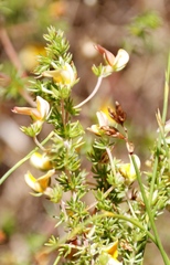 Aspalathus retroflexa retroflexa