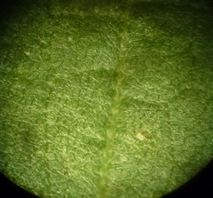 Tilia americana heterophylla