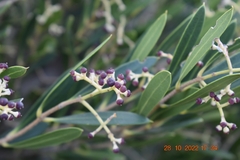 Olea exasperata
