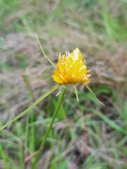 Cyperus sphaerocephalus