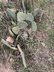 Opuntia aurea