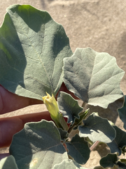 Datura arenicola