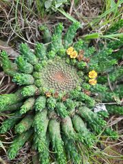 Euphorbia flanaganii
