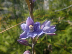 Thelymitra pulchella