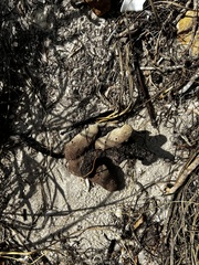 Amphimedon compressa