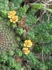 Euphorbia flanaganii