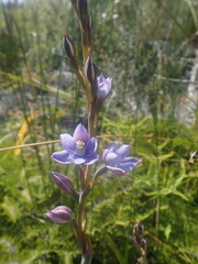 Thelymitra pulchella
