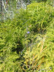 Thelymitra pulchella