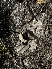 Amphimedon compressa