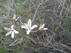Kohautia amatymbica