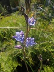 Thelymitra pulchella
