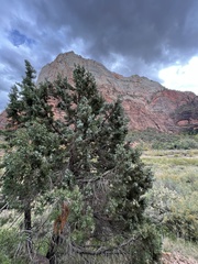 Juniperus osteosperma