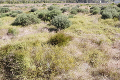 Aspalathus retroflexa retroflexa