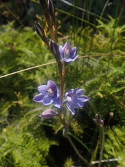 Thelymitra pulchella