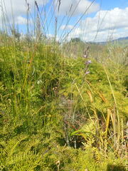Thelymitra pulchella