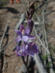 Thelymitra pulchella