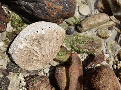 Haliotis midae